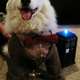 Illustration for article titled The Doctor is a dog now. Dogs are cool.